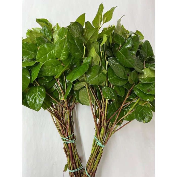 VERDS, SALAL FERN TIPS IMPORT