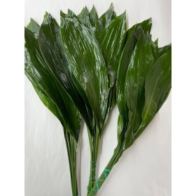 VERDS, ASPIDISTRA 70cm paq.x10