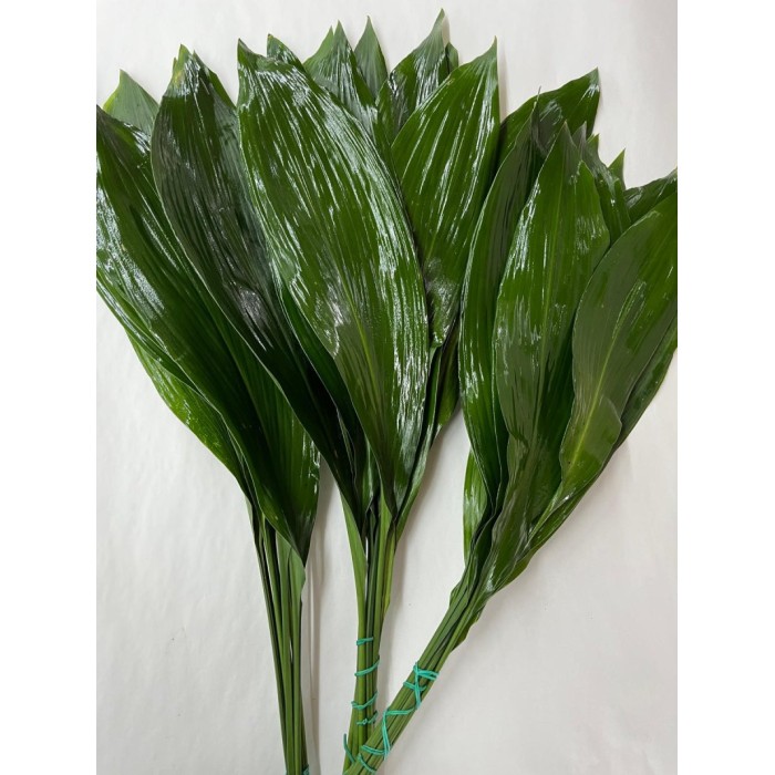 VERDS, ASPIDISTRA 70cm paq.x10