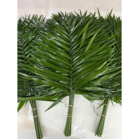 VERDS, CHICO JUMBO AZTEKA 65cm. (paq.x20)