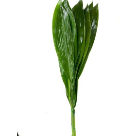 VERDS, ASPIDISTRA 100cm paq.x10