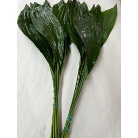 VERDS, ASPIDISTRA 80cm paq.x10