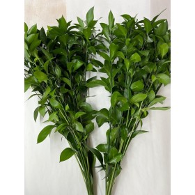 VERDS, RUSKUS 80CM NACIONAL 10T