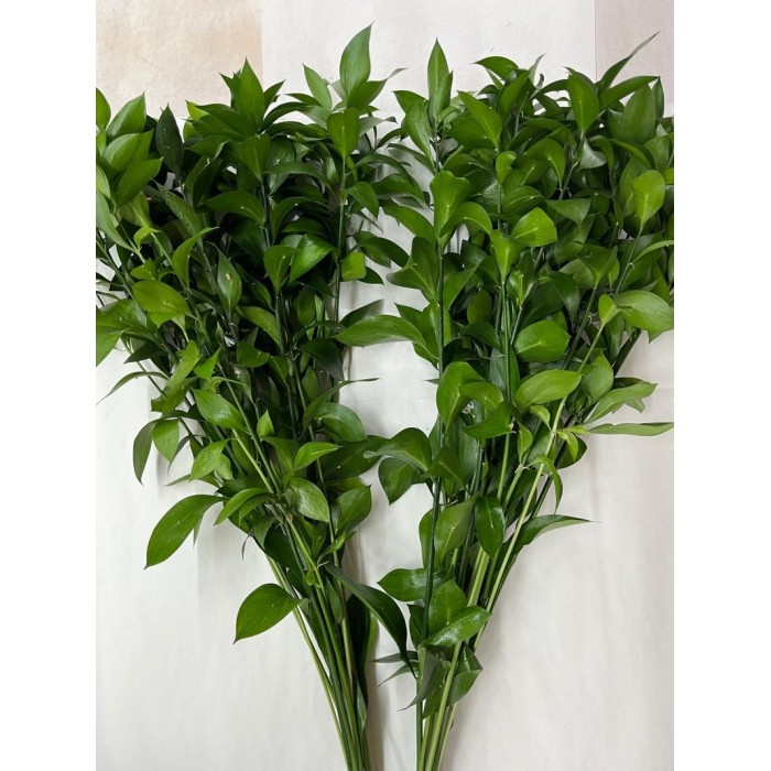 VERDS, RUSKUS 80CM NACIONAL 10T
