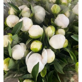 FLOR, PAEONIA BLANCA x5 tiges