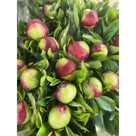 FLOR, PAEONIA GRANATE x5 tiges