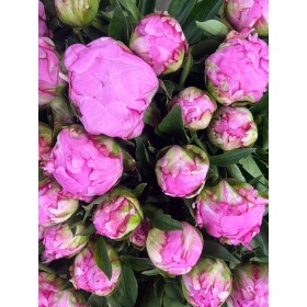 FLOR, PAEONIA FUCSIA 60cm. x5 tiges