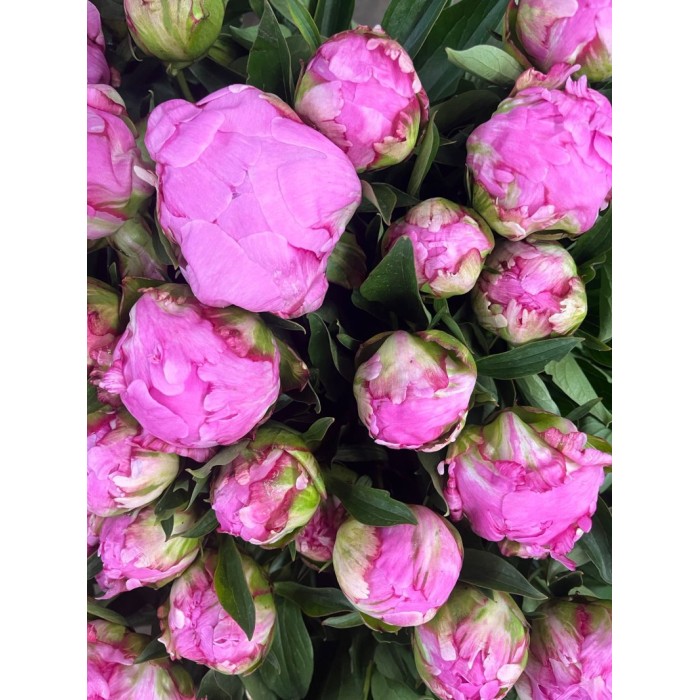 FLOR, PAEONIA FUCSIA 60cm. x5 tiges