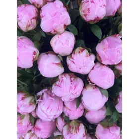 FLOR, PAEONIA ROSA x5 tiges