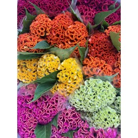 FLOR, CELOSIA 75cm. x  5tiges