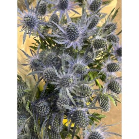 FLOR, ERYNG BLUE DINAMITA 60cm. paq.x 10 tiges.