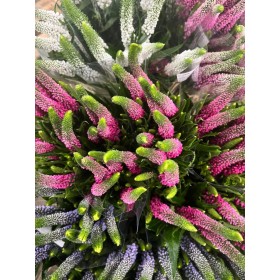 FLOR, VERONICA 60cm MIX, paquet x10 tiges.