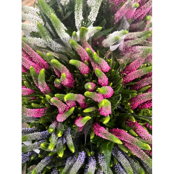 FLOR, VERONICA 60cm MIX, paquet x10 tiges.