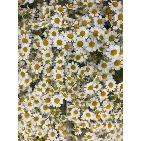 FLOR, TANA PA PURE KANILE 60cm. x5 tiges.
