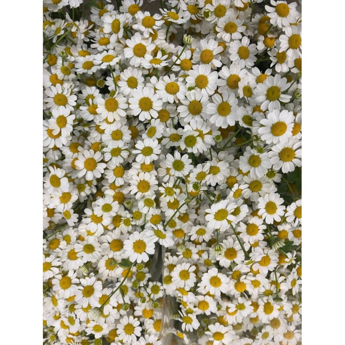 FLOR, TANA PA PURE KANILE 60cm. x5 tiges.
