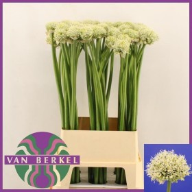 FLOR, ALLIUM BLANC 100cm. x5 tiges lila