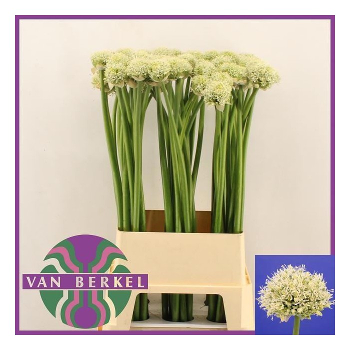 FLOR, ALLIUM BLANC 100cm. x5 tiges lila