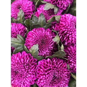 FLOR, CHRISANTHEM, GUSTAV x 10 tiges.