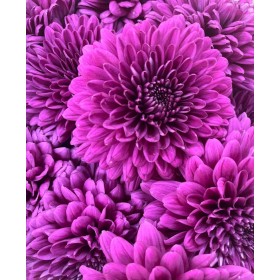 FLOR, CHRISANTHEM, LAMIRA x10 tiges