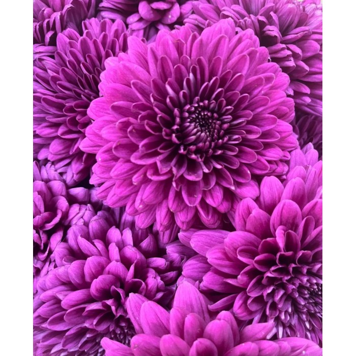 FLOR, CHRISANTHEM, LAMIRA x10 tiges