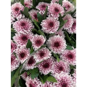 FLOR, CHRISANTHEM UNIFLORA PIP ROSA X  10 tiges