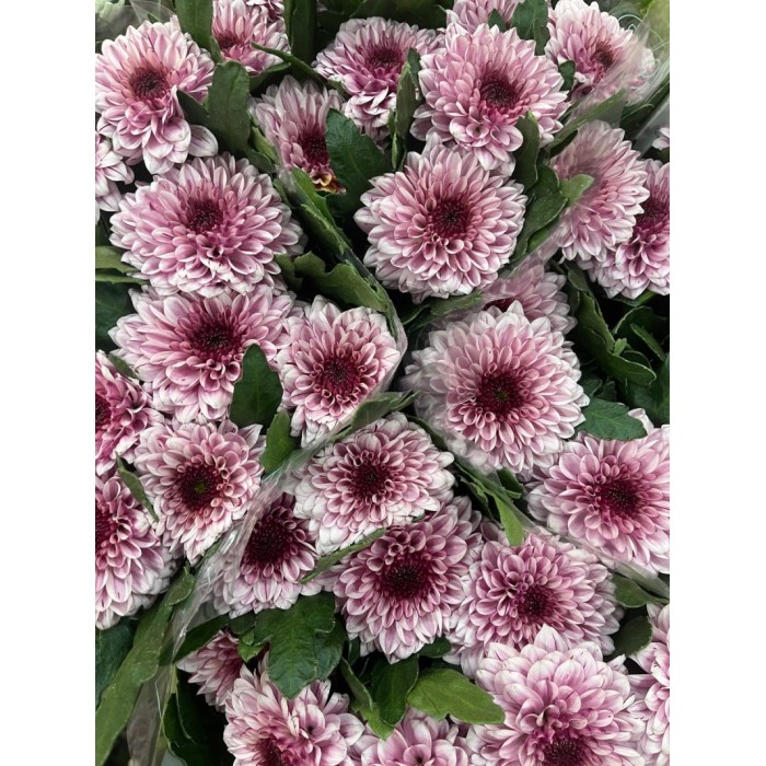 FLOR, CHRISANTHEM UNIFLORA PIP ROSA X  10 tiges