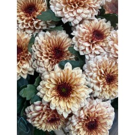 FLOR, CHRISANTHEM, UNIFLORA PIP SALMON x 10 tiges