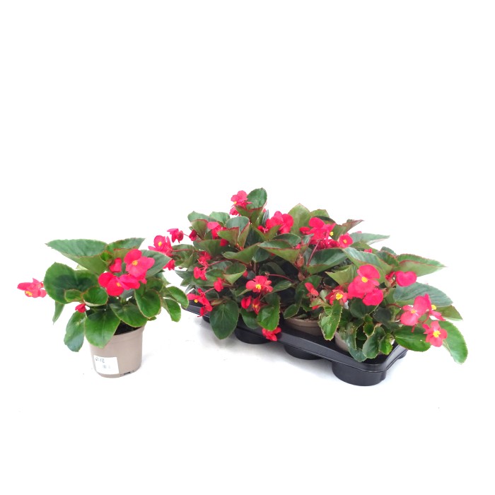 BEGONIA VIKING M13