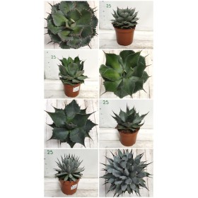 AGAVE MIX M15