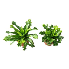 ASPLENIUM  M16 nidus MIX