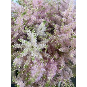 FLOR, ASTILBE EUROPA 60cm. x10 rosa palid