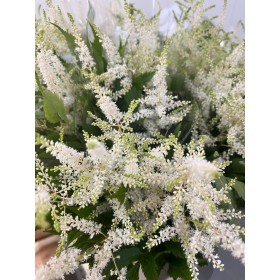 FLOR, ASTILBE WHASINGTHON 65cm. x10 blanc