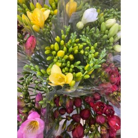 FLOR, FREESIA MIX x10 tiges