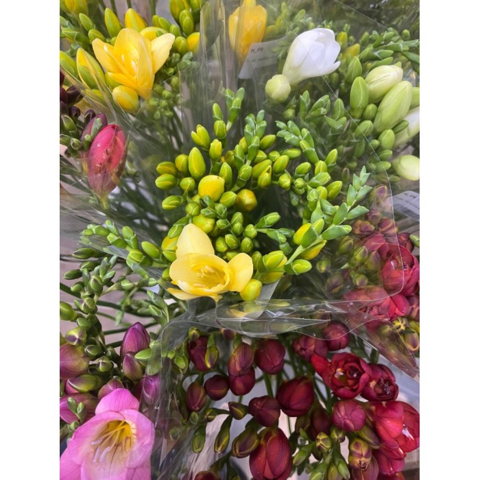 FLOR, FREESIA MIX x10 tiges