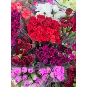 FLOR, CLAVELL MINI COLOMBIA x10 tiges. extra