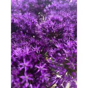 FLOR, ALLIUM AMBASSADOR 90cm. x10 tiges lila