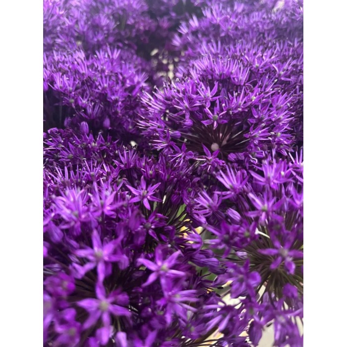 FLOR, ALLIUM AMBASSADOR 90cm. x10 tiges lila