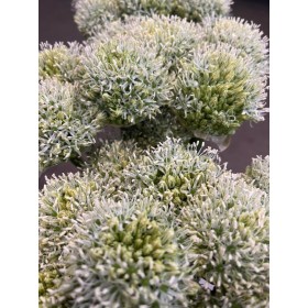 FLOR, ALLIUM BLANC 100cm. x10 tiges 