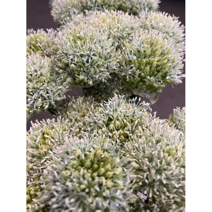 FLOR, ALLIUM BLANC 100cm. x10 tiges 