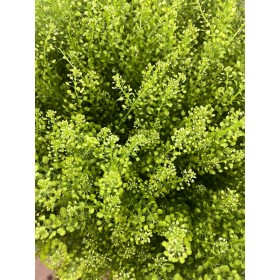 FLOR, THLASPI GREENBELL 70cm. x 5 tiges.