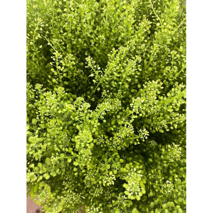FLOR, THLASPI GREENBELL 70cm. x 5 tiges.