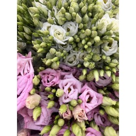 FLOR, LISIANTHUS HOLANDA 85cm. X10 tiges