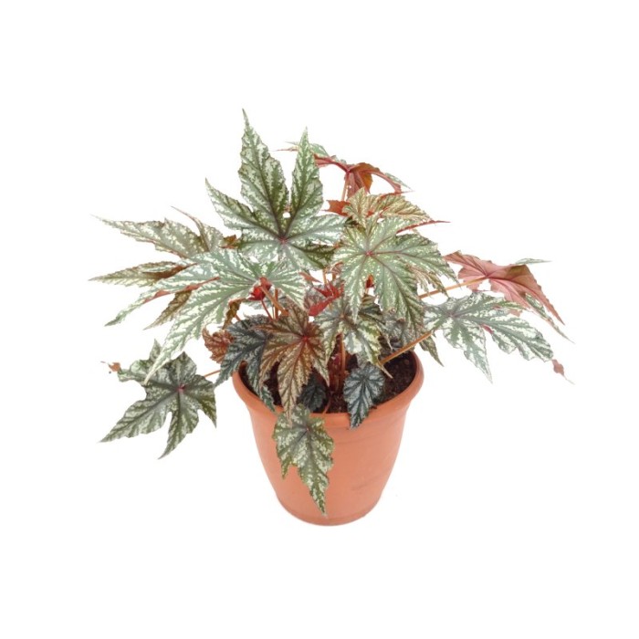 BEGONIA GRYPHON 10L