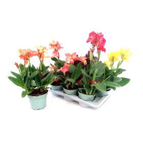 CANNA GENERALIS M17