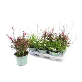 GAURA LINDHEIMERI M17