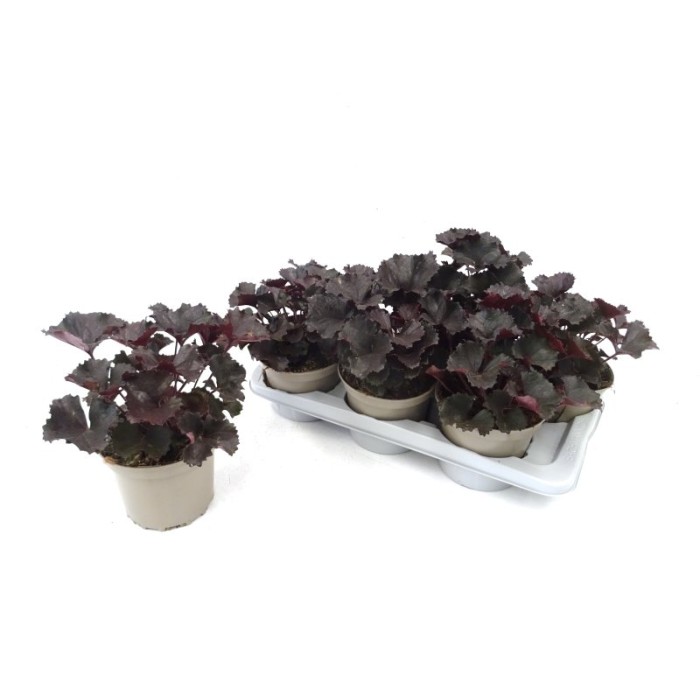 FARFUGIUM BLACK M17