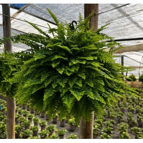 NEPHROLEPIS  M15 PENJAR