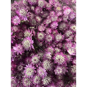 FLOR, ASTRANTIA ROMA 60cm. x10 morada