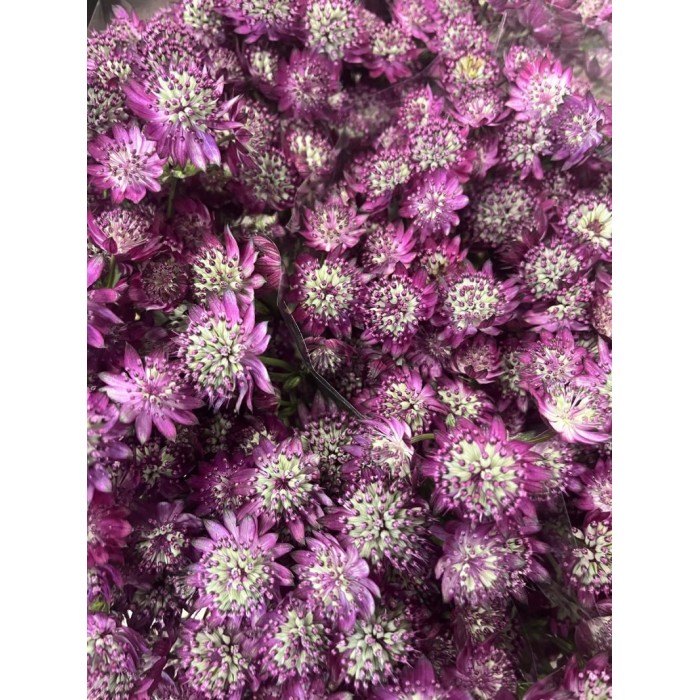 FLOR, ASTRANTIA ROMA 60cm. x10 morada