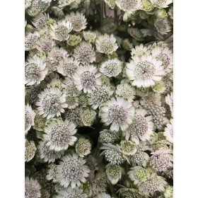 FLOR, ASTRANTIA MILLION STARS 60cm. x10